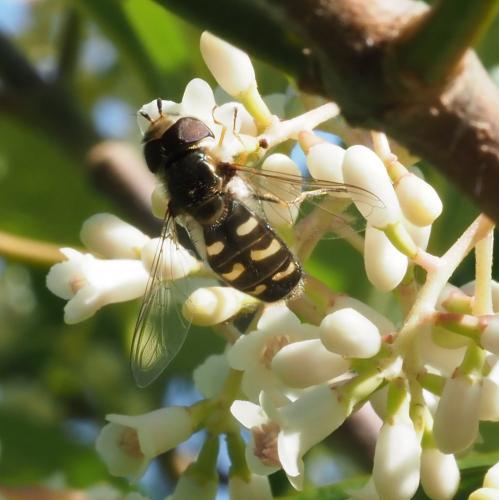Réf. 231 845 : Scaeva pyrastri